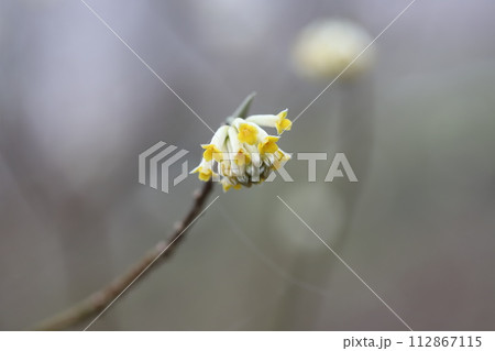 富士山に春を告げるミツマタの花 112867115