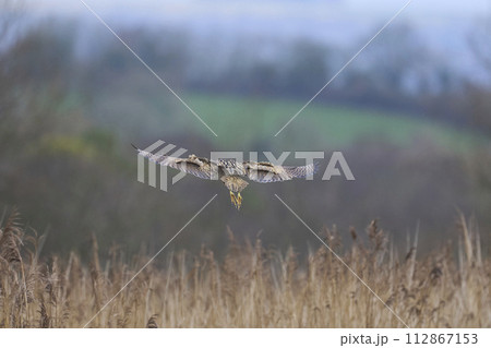 Bittern landing in a reedbed Bittern landing in a reedbed 112867153