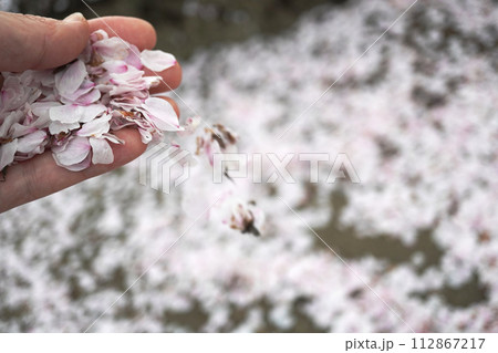 散った桜の花びら05 112867217