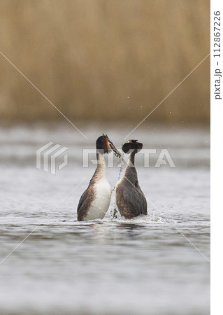 Weed dance of Great Crested Grebe Weed dance of Great Crested Grebe 112867226