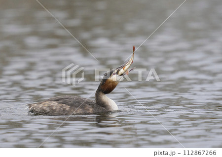 Great Crested Grebe fishing Great Crested Grebe fishing 112867266