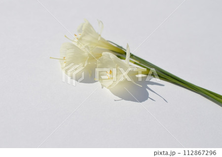 白バックにクリーム色の原種系スイセンの花 白バックにクリーム色の原種系スイセンの花 112867296