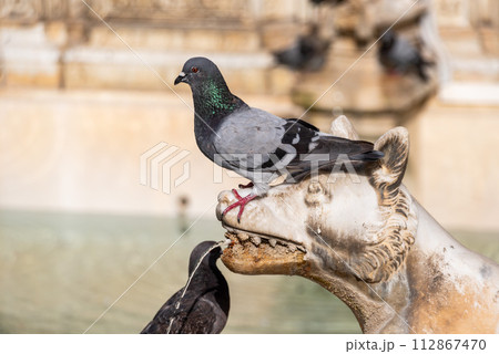 Doves sitting on the Gaia Fountain at the Piazza del Campo in Siena 112867470