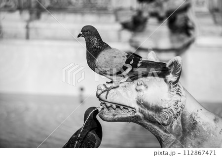 Doves sitting on the Gaia Fountain at the Piazza del Campo in Siena 112867471