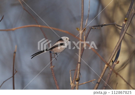 跳ねたシマエナガ 112867825