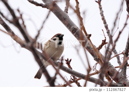 枝に止まった雀 112867827