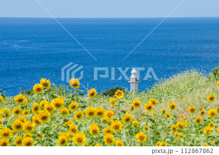 ひまわり畑を手前に海と灯台 ひまわり畑を手前に海と灯台 112867862