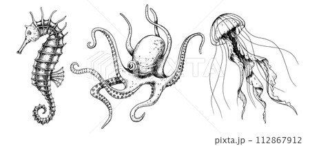 Vector set with Sea Animals. Hand drawn sketch of Seahorse, Jellyfish and Octopus. Illustration with underwater sealife painted by black inks in line art style. Engraving of medusa for icon or logo. Vector set with Sea Animals. Hand drawn sketch of Seahorse, Jellyfish and Octopus. Illustration with underwater sealife painted by black inks in line art style. Engraving of medusa for icon or logo. 112867912