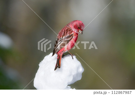 冬の雪山で見られるワインレッドと白が美しい北からの冬鳥オオマシコ 112867987