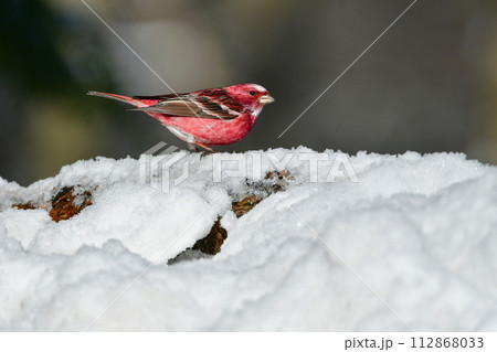 冬の雪山で見られるワインレッドと白が美しい北からの冬鳥オオマシコ 冬の雪山で見られるワインレッドと白が美しい北からの冬鳥オオマシコ 112868033
