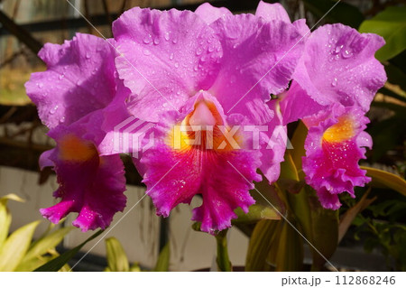 カトレア カトレヤ カトレア カトレヤ 112868246