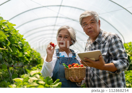 Happy cute couple Asian couple senior farmer working on an organic strawberry farm and harvest picking strawberries. Farm organic fresh harvested strawberry and Agriculture industry. 112868254