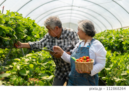 Happy cute couple Asian couple senior farmer working on an organic strawberry farm and harvest picking strawberries. Farm organic fresh harvested strawberry and Agriculture industry. 112868264