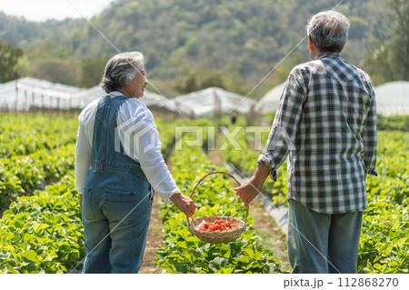 Happy cute couple Asian couple senior farmer working on an organic strawberry farm and harvest picking strawberries. Farm organic fresh harvested strawberry and Agriculture industry. 112868270
