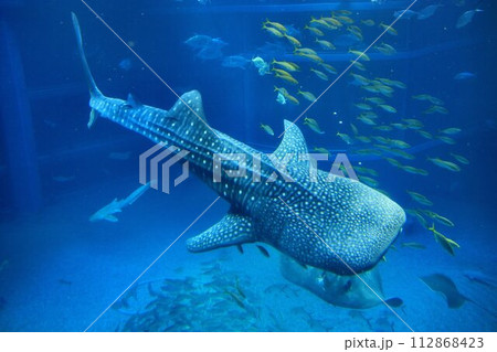 すべての魚類の中で現生最大の種… ジンベイザメ 112868423