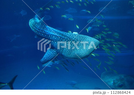 すべての魚類の中で現生最大の種… ジンベイザメ 112868424