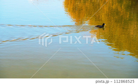 都立浮間公園の浮間ヶ池を泳ぐ水鳥の風景 112868525