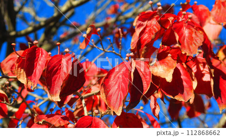 樹木の葉が秋になって紅葉している風景 112868662