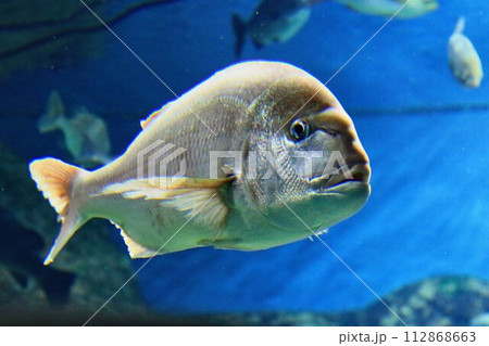 泳ぐ姿も威風堂々… 真鯛 112868663