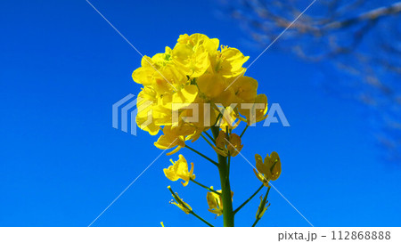 春の菜の花と快晴の青空の美しい風景 春の菜の花と快晴の青空の美しい風景 112868888