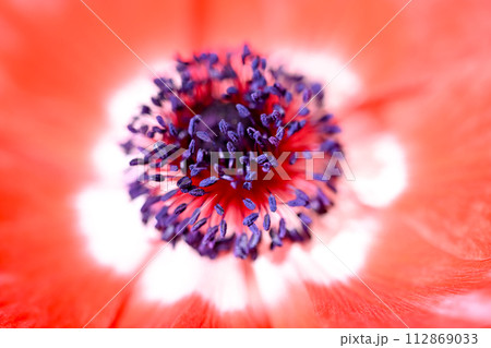 アネモネ アネモネ 112869033