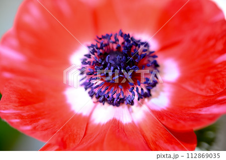 アネモネ アネモネ 112869035