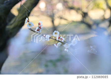 立春の栗林公園（2月中旬・梅） 112869085