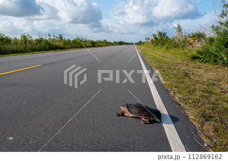 Florida Softshell Turtle crossing Main Park Road in Everglades National Park. 112869162