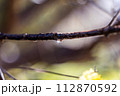 雨上がりの雫 112870592