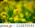 黄色い菜の花 112870593