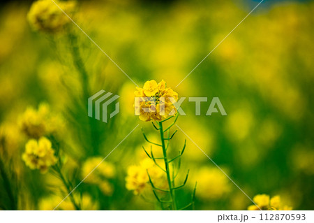 黄色い菜の花 黄色い菜の花 112870593