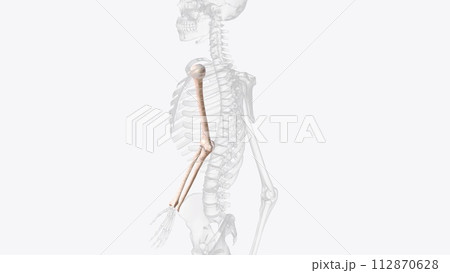 Bones of right arm and forearm 112870628