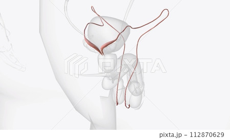 The ductus deferens, or vas deferens, is a fibromuscular tube that is continuation of the epididymis and is an excretory duct of the testis The ductus deferens, or vas deferens, is a fibromuscular tube that is continuation of the epididymis and is an excretory duct of the testis 112870629