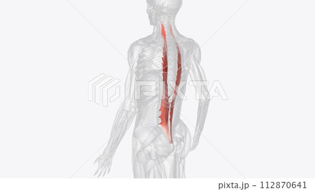 The longissimus muscle is a long intrinsic muscle of the back and together with spinalis and iliocostalis muscles 112870641