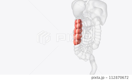 The descending colon is a part of the large intestine The descending colon is a part of the large intestine 112870672