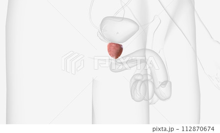 The prostate is a small gland that is involved in reproduction and makes some of the essential components in semen The prostate is a small gland that is involved in reproduction and makes some of the essential components in semen 112870674