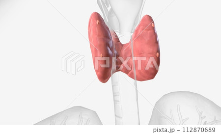 The parathyroid glands lie behind the thyroid The parathyroid glands lie behind the thyroid 112870689