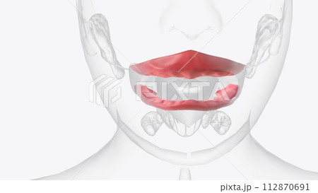 The gingiva (gums) are found in the oral cavity of humans surrounding part of their teeth The gingiva (gums) are found in the oral cavity of humans surrounding part of their teeth 112870691
