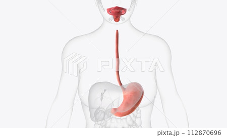 Upper gastrointestinal tract 3d medical 112870696