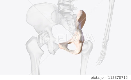The hip bone is comprised of the three parts; the ilium, pubis and ischium 112870713