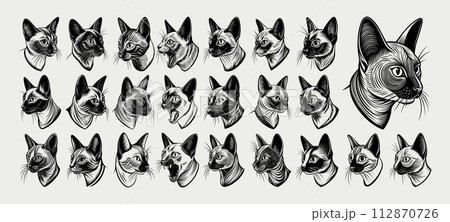 Collection of tonkinese cat head in side view silhouette design Collection of tonkinese cat head in side view silhouette design 112870726