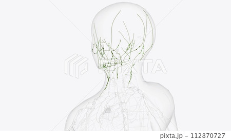 Superficial Iymphatics of head and neck Superficial Iymphatics of head and neck 112870727