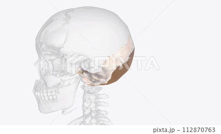 The occipital bone is the most posterior cranial bone and the main bone of the occiput The occipital bone is the most posterior cranial bone and the main bone of the occiput 112870763