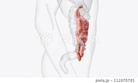 The small intestine or small bowel is an organ in the gastrointestinal tract where most of the absorption 112870785