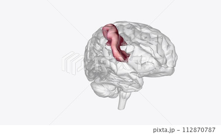 The superior frontal gyrus is the medial most gyrus of the frontal lobe's superolateral surface, running from the frontal pole anteriorly The superior frontal gyrus is the medial most gyrus of the frontal lobe's superolateral surface, running from the frontal pole anteriorly 112870787