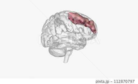 The middle frontal gyrus, like the inferior frontal gyrus The middle frontal gyrus, like the inferior frontal gyrus 112870797