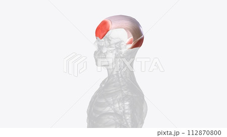 The occipitofrontalis muscle (epicranius muscle) is a muscle which covers parts of the skull 112870800