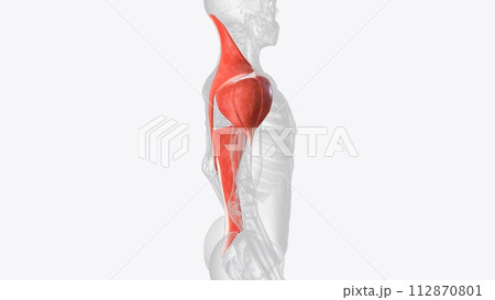 Superficial muscles of right shoulder Superficial muscles of right shoulder 112870801