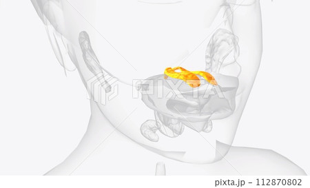 The palatine glands form a continuous layer on the posterior surface of the mucous membrane of the soft palate and around uvula 112870802