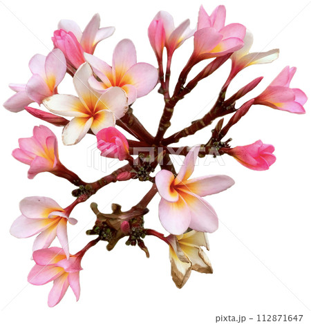 branch of pink orchid 112871647
